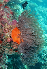 IMG_1320rf_Maldives_Madoogali_Plongee 14_Donagali caves_Actinie_Gyrostoma helianthus